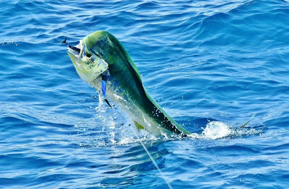 Dorado is a tasty food fish