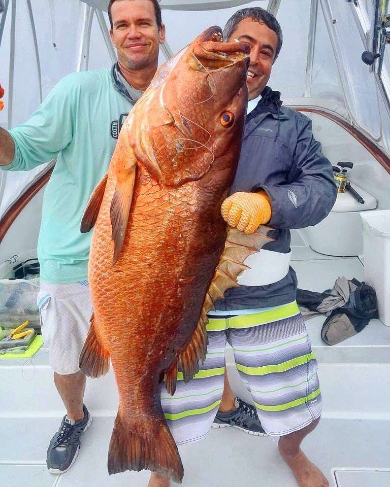 los suenos fishing cubera snapper