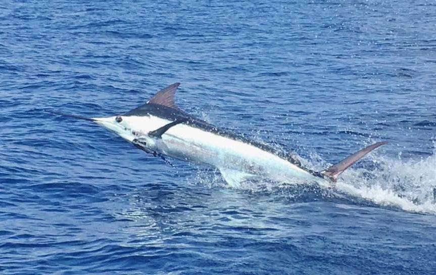 pacific blue marlin fads fishing